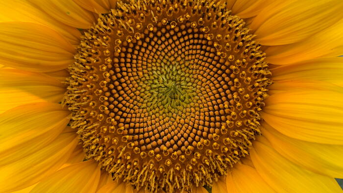 Proporción divina e número áureo na natureza