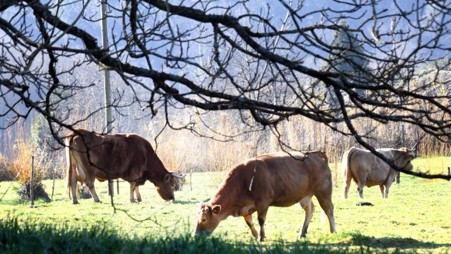 O Campus Terra, pradeira para as vacas e as grandes investigacións O Campus Terra, pradeira para as vacas e as grandes investigacións
