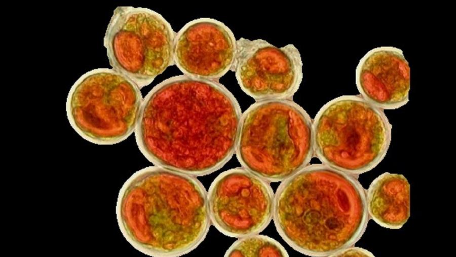A microalga Haematococcus pluvialis presenta unha gran concentración de astaxantina A microalga Haematococcus pluvialis presenta unha gran concentración de astaxantina