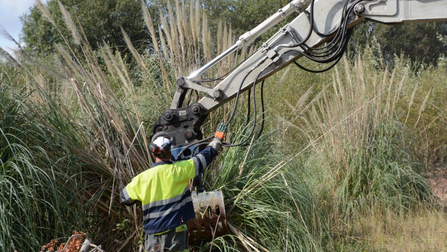 Traballos de retirada de plumacho da pampa (Cortaderia selloana) no corredor fluvioestuarino da Ría de Betanzos Traballos de retirada de plumacho da pampa (Cortaderia selloana) no corredor fluvioestuarino da Ría de Betanzos