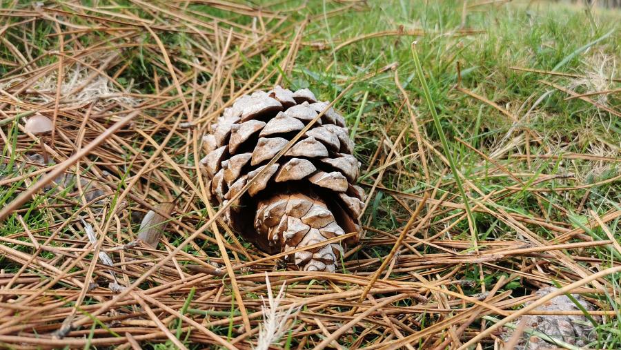 A nivel mundial, deberíase dar prioridade, tal e como apuntan os investigadores, ás zonas que foron sometidas a unha presión de deforestación máis elevada durante as últimas décadas. FOTO: Santi Alvite A nivel mundial, deberíase dar prioridade, tal e como apuntan os investigadores, ás zonas que foron sometidas a unha presión de deforestación máis elevada durante as últimas décadas. FOTO: Santi Alvite