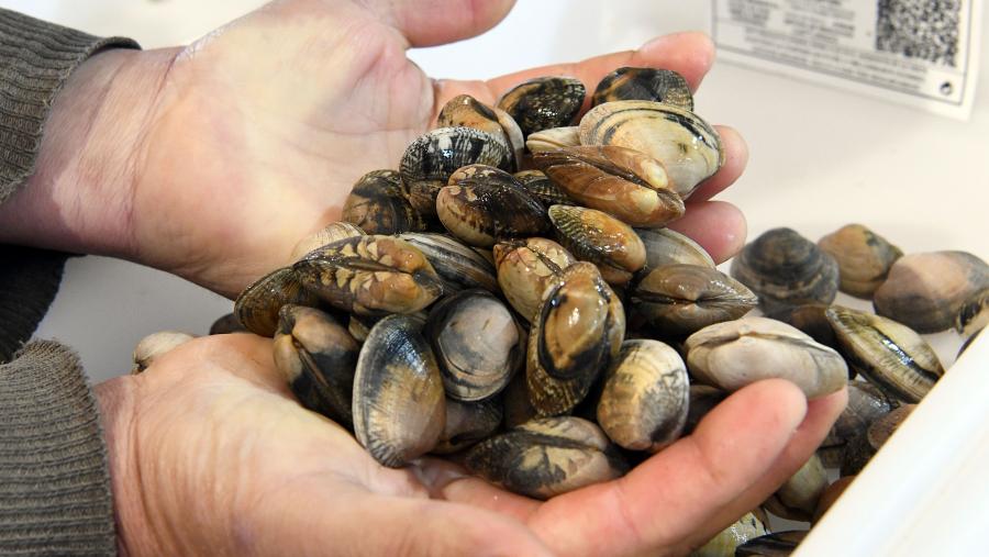 O acordo aborda o control microbiolóxico do criadeiro de bivalvos. Imaxe de arquivo de ameixas. FOTO: Santi Alvite O acordo aborda o control microbiolóxico do criadeiro de bivalvos. Imaxe de arquivo de ameixas. FOTO: Santi Alvite