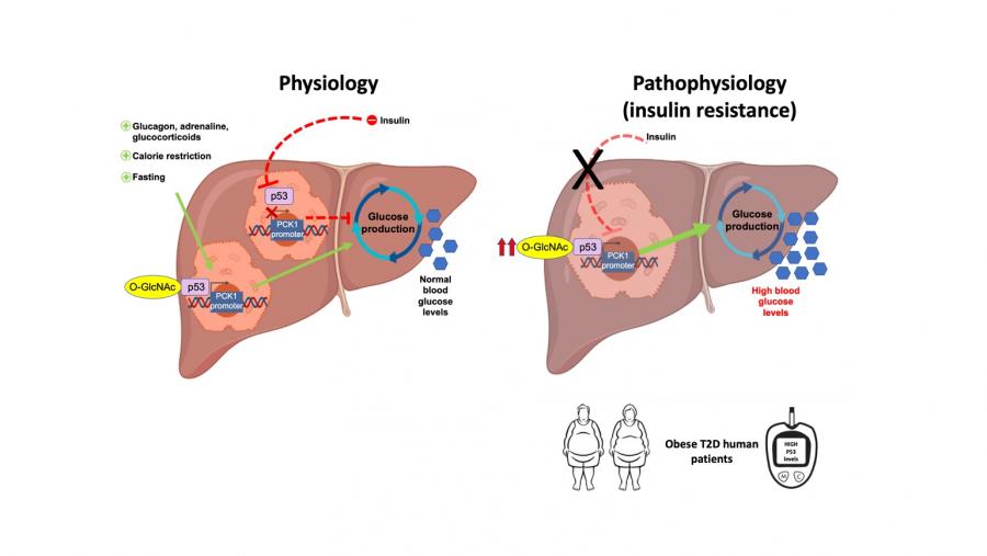 Neste estudo que acaba de ver a luz, descríbese como p53 é un factor de transcrición fundamental para promover a produción hepática de glicosa durante o xaxún Neste estudo que acaba de ver a luz, descríbese como p53 é un factor de transcrición fundamental para promover a produción hepática de glicosa durante o xaxún