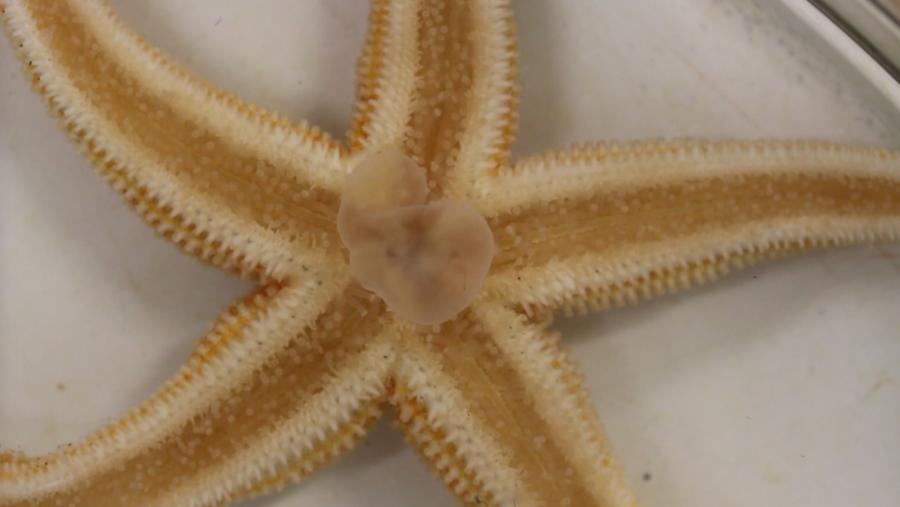 Neste traballo empregouse a estrela de mar Asterias rubens como modelo experimental para estudar os efectos dos devanditos neuropéptidos Neste traballo empregouse a estrela de mar Asterias rubens como modelo experimental para estudar os efectos dos devanditos neuropéptidos