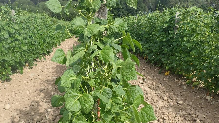 Plantación de fabas de Lourenzá. Foto: Sonia Expósito Plantación de fabas de Lourenzá. Foto: Sonia Expósito