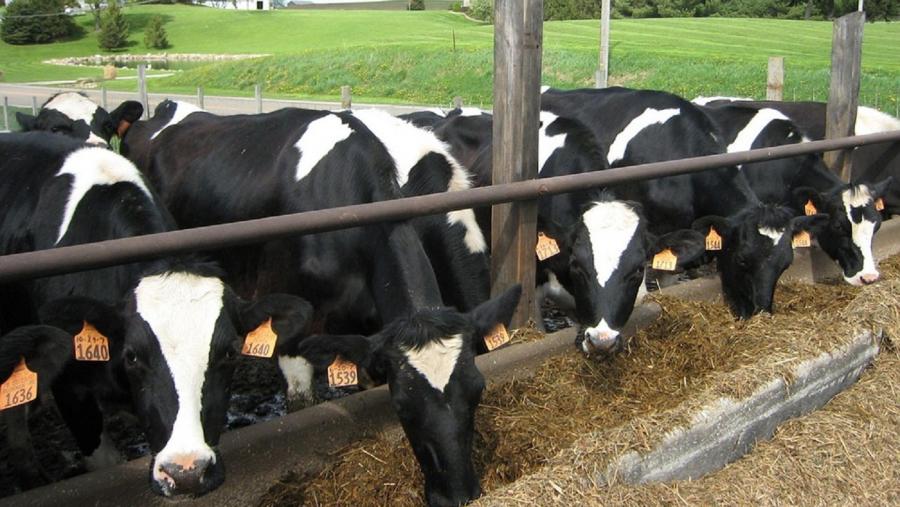 Vacas comendo nunha explotación ao aire libre