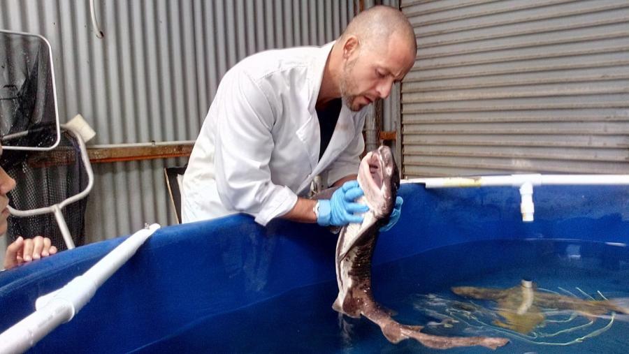 Roberto Bermúdez is a professor of the Veterinary Degree at Campus Terra