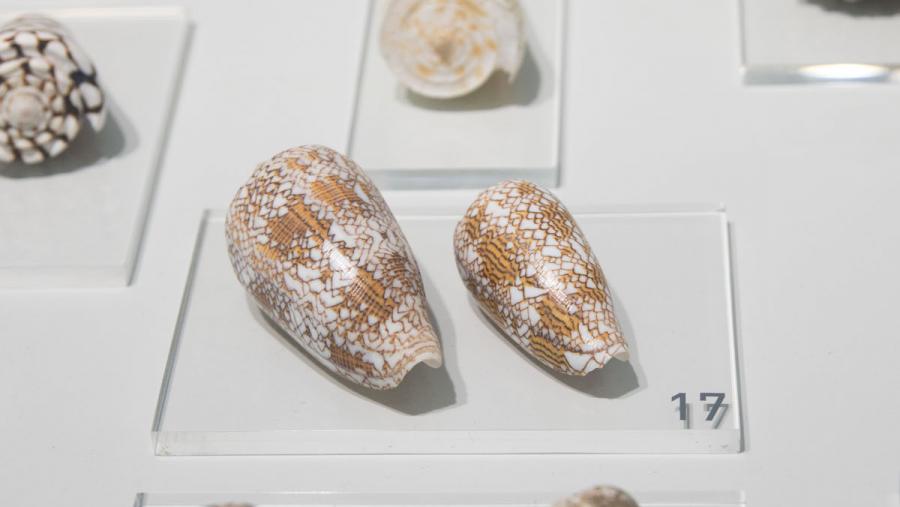 Conus textile