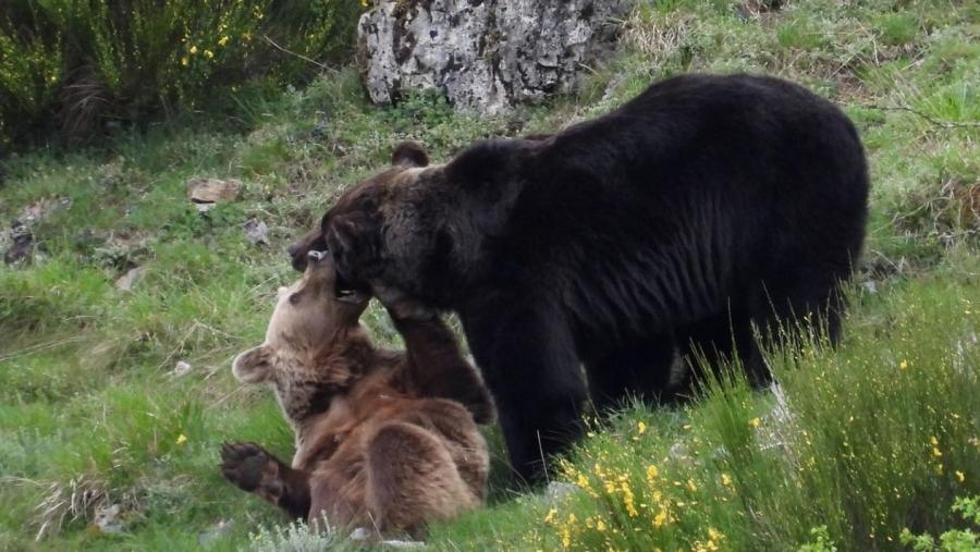 O traballo toma como punto de partida as accións levadas a cabo pola ONG Fundación Oso Pardo (FOP) para a conservación desta especie na súa sub-poboación occidental