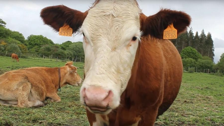 Fotograma do vídeo gañador da categoría A, 'Falando de vacas' Fotograma do vídeo gañador da categoría A, 'Falando de vacas'