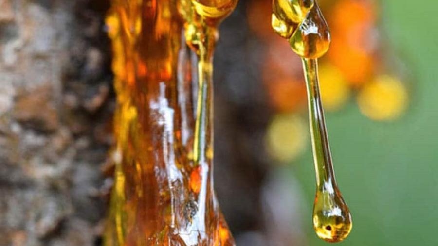 O avance tecnolóxico levado a cabo nos últimos anos dentro de distintos proxectos de innovación derivou no desenvolvemento de metodoloxías de extracción de resina mecanizadas, máis sinxelas de aprender e de executar que os métodos tradicionais. FOTO: https://caresgestionforestal.com/ O avance tecnolóxico levado a cabo nos últimos anos dentro de distintos proxectos de innovación derivou no desenvolvemento de metodoloxías de extracción de resina mecanizadas, máis sinxelas de aprender e de executar que os métodos tradicionais. FOTO: https://caresgestionforestal.com/