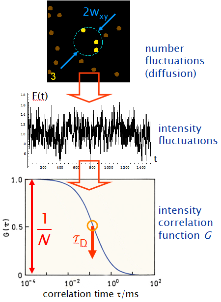 Number fluctuations lead to intensity fluctuations. These are analyzed by an autocorrelation function.
