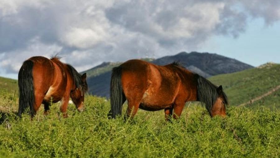 Investigadores del Campus Terra concluyen que Felipe II barajó establecer un criadeiro de caballos en la antigua provincia de Mondoñedo Investigadores del Campus Terra concluyen que Felipe II barajó establecer un criadeiro de caballos en la antigua provincia de Mondoñedo