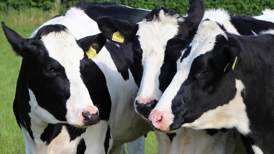 El Campus Terra de la USC mantiene abierta la preinscripción para el máster en Producción de Leche hasta el 12 de julio El Campus Terra de la USC mantiene abierta la preinscripción para el máster en Producción de Leche hasta el 12 de julio