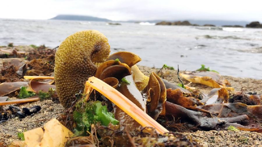 Do mar aos cultivos: así é o percorrido das algas no Campus Terra Do mar aos cultivos: así é o percorrido das algas no Campus Terra