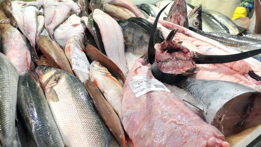 O peixe, a exame no Campus Terra tras saír do conxelador O peixe, a exame no Campus Terra tras saír do conxelador