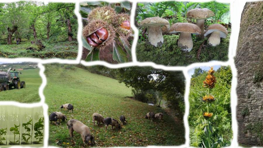 Imaxes de prácticas agrogandeiras, alimentairas e forestais biointensivas Imaxes de prácticas agrogandeiras, alimentairas e forestais biointensivas