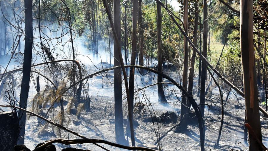 Superficie forestal afectada polas lapas. Foto: Santi Alvite Superficie forestal afectada polas lapas. Foto: Santi Alvite