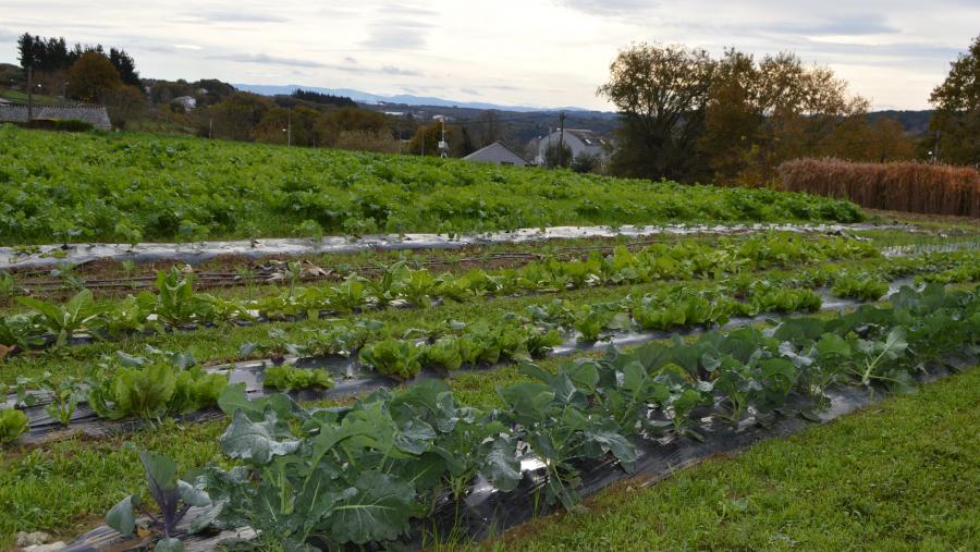 Plantacións de nabos e outros cultivos de horta, na finca de prácticas da EPS de Enxeñaría Plantacións de nabos e outros cultivos de horta, na finca de prácticas da EPS de Enxeñaría