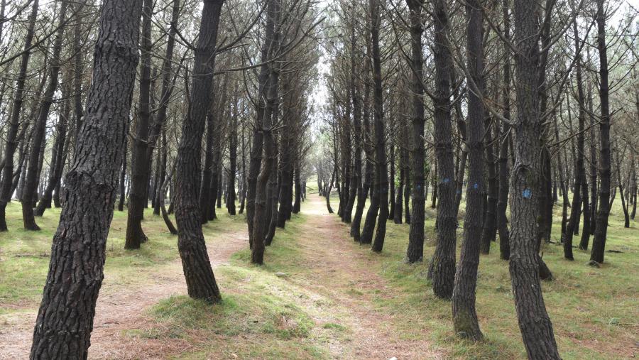 O pino é unhas das especies ás que se poderían aplicar os modelos de rendemento preditivo e estimacións directas O pino é unhas das especies ás que se poderían aplicar os modelos de rendemento preditivo e estimacións directas