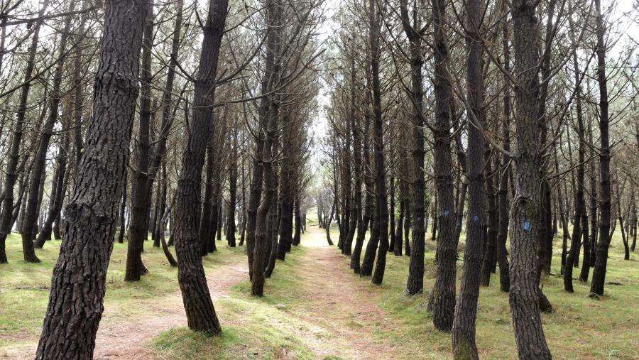 A investigación explora novas posibilidades na loita contra os incendios. Foto. Santi Alvite A investigación explora novas posibilidades na loita contra os incendios. Foto. Santi Alvite