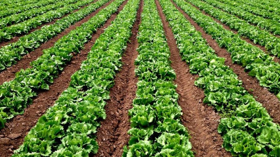 Plantación agroecolóxica Plantación agroecolóxica