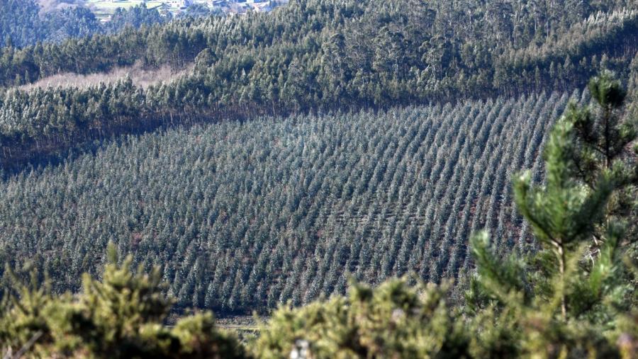 Paisaxe foresta.. Foto: Santi Alvite Paisaxe foresta.. Foto: Santi Alvite