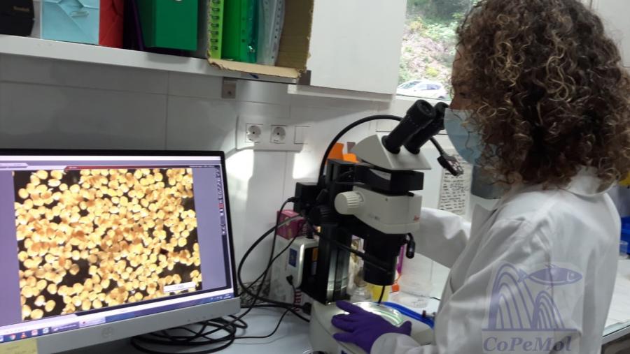 Unha investigadora do grupo CoPeMol observa a colleita de xuvenís de mexillóns deste ano Unha investigadora do grupo CoPeMol observa a colleita de xuvenís de mexillóns deste ano