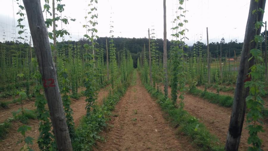 Plantación de lúpulo nunha parcela de Lalín Plantación de lúpulo nunha parcela de Lalín
