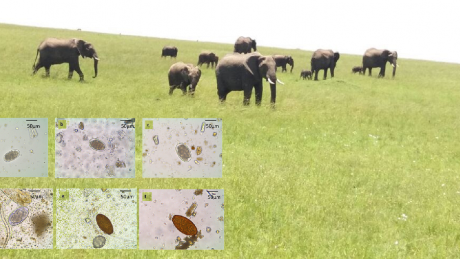 Parasitos estudadados na investigación, sobre unha imaxe de elefantes africanos Parasitos estudadados na investigación, sobre unha imaxe de elefantes africanos