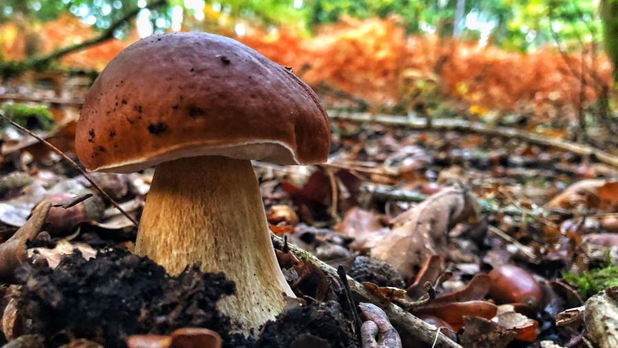 Detalle de 'boletus edulis' Boletus Edulis