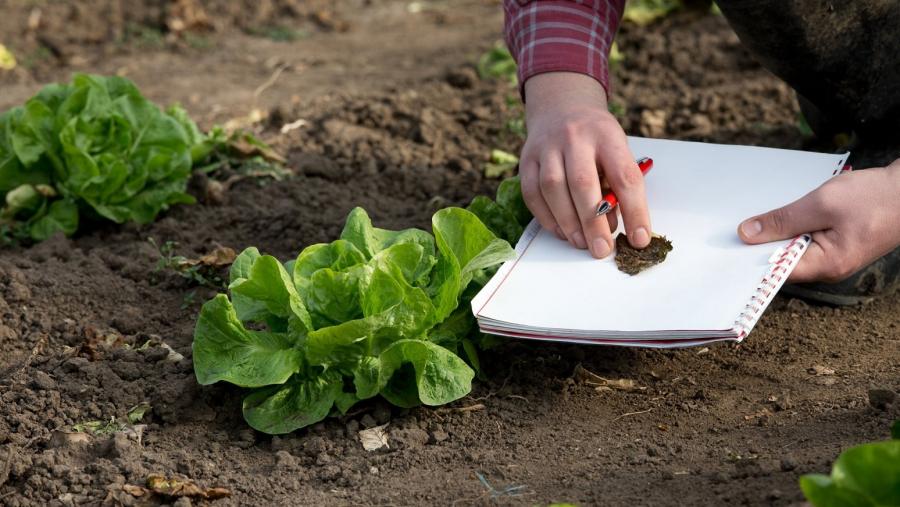 Un técnico do Craega revisa unha plantación hortícola Un técnico do Craega revisa unha plantación hortícola