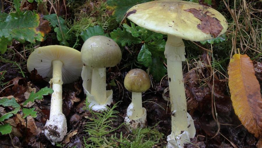 Cogomelos nun bosque lugués Cogomelos nun bosque lugués