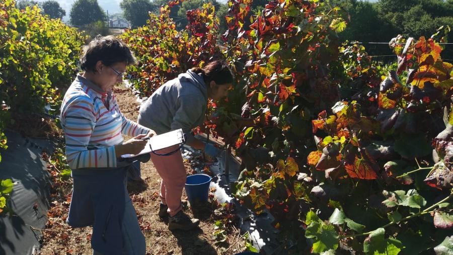 A finca permite desenvolver tanto labores de docencia como de investigación a modo de laboratorio de experimentación. Imaxe de arquivo (Grupo Viticultura e Sanidade Vexetal) Investigadoras en finca de Portomarín