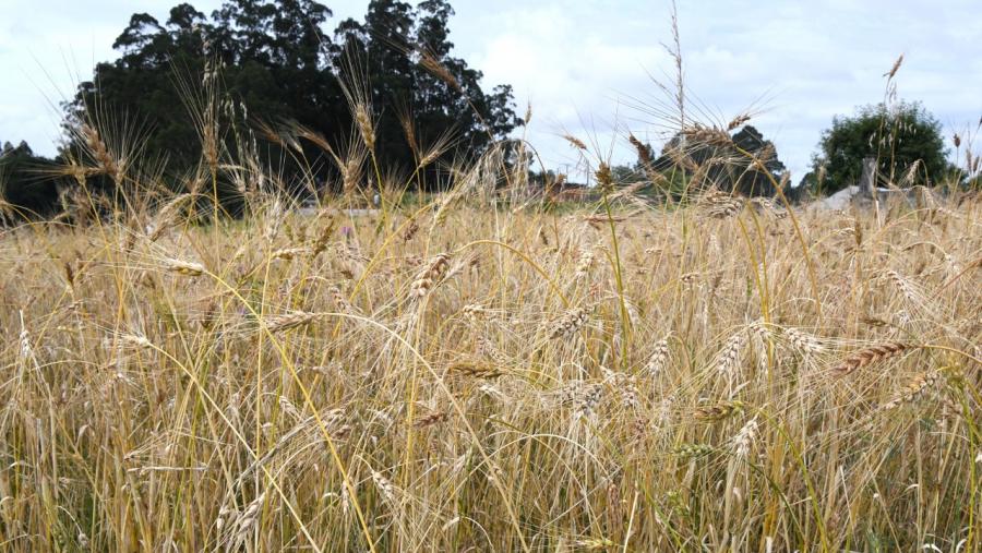 Campo de trigo. Foto: Santi Alvite Campo de trigo. Foto: Santi Alvite