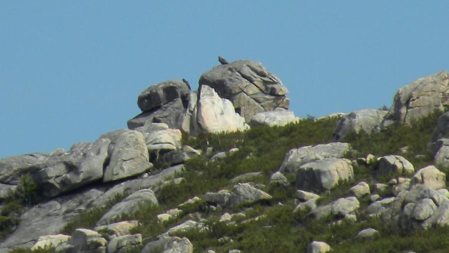 Os autores advirten da relevancia de manter uns ecosistemas sans para a conservación de especies emblemáticas como a aguia real. Imaxe: Luis Tapia Os autores advirten da relevancia de manter uns ecosistemas sans para a conservación de especies emblemáticas como a aguia real. Imaxe: Luis Tapia