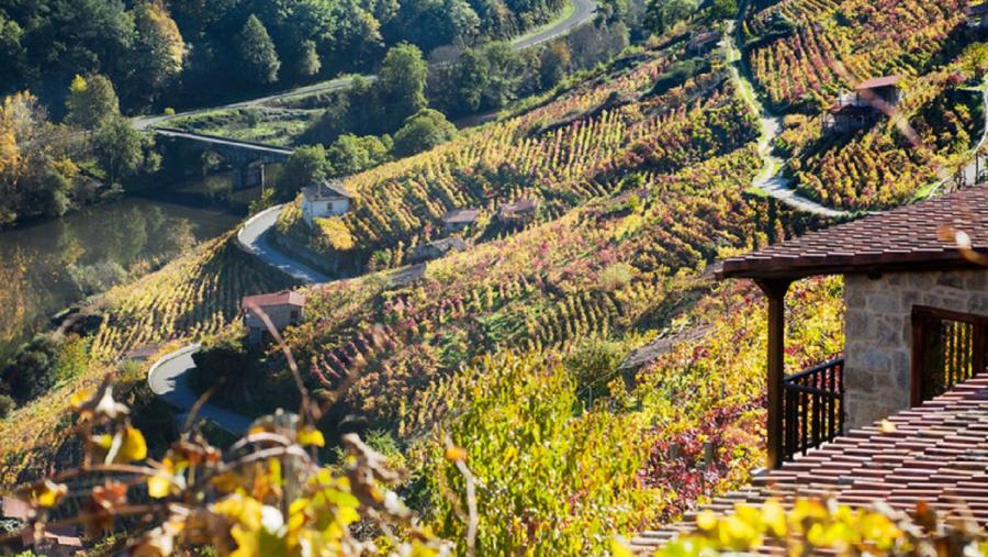 Imaxe de viñedos na Ribeira Sacra Imaxe de viñedos na Ribeira Sacra
