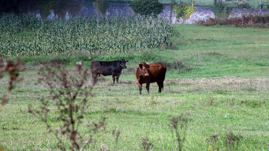 O Premio Aresa recoñece cada ano iniciativas e proxectos presentados por entidades, empresas, grupos de investigación, asociacións ou persoas individuais, que contribúan á mellora do benestar das persoas que viven e traballan no medio rural galego. FOTO: Santi Alvite O Premio Aresa recoñece cada ano iniciativas e proxectos presentados por entidades, empresas, grupos de investigación, asociacións ou persoas individuais, que contribúan á mellora do benestar das persoas que viven e traballan no medio rural galego. FOTO: Santi Alvite