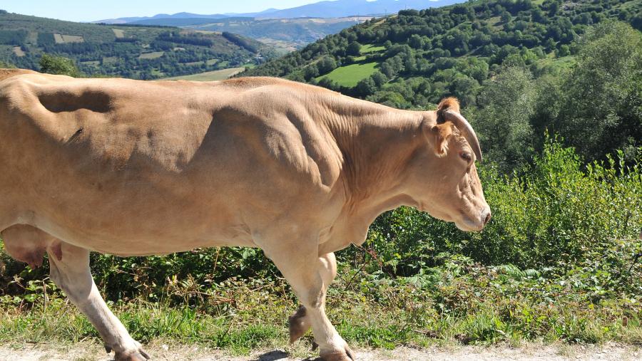 O Aresa é un premio a prol do desenvolvemento rural. FOTO: Santi Alvite O Aresa é un premio a prol do desenvolvemento rural. FOTO: Santi Alvite