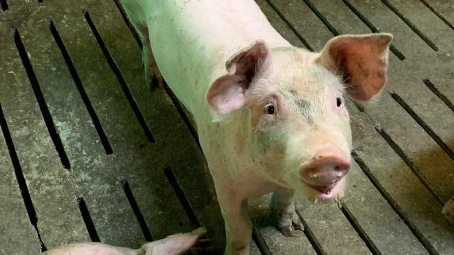 Un porquiño nunha granxa de porcino Un porquiño nunha granxa de porcino