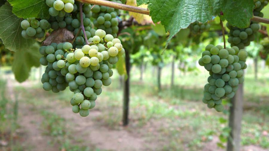 Plantación de vides Plantación de vides