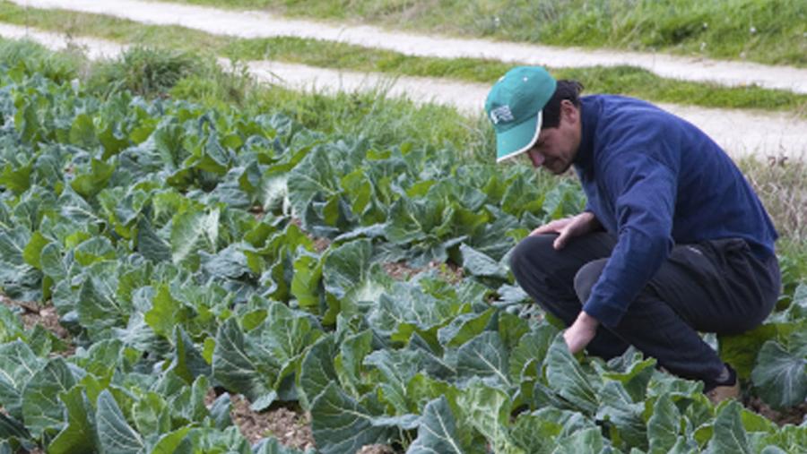 Unha persoa supervisa os cultivos nunha plantación hortícola Unha persoa supervisa os cultivos nunha plantación hortícola