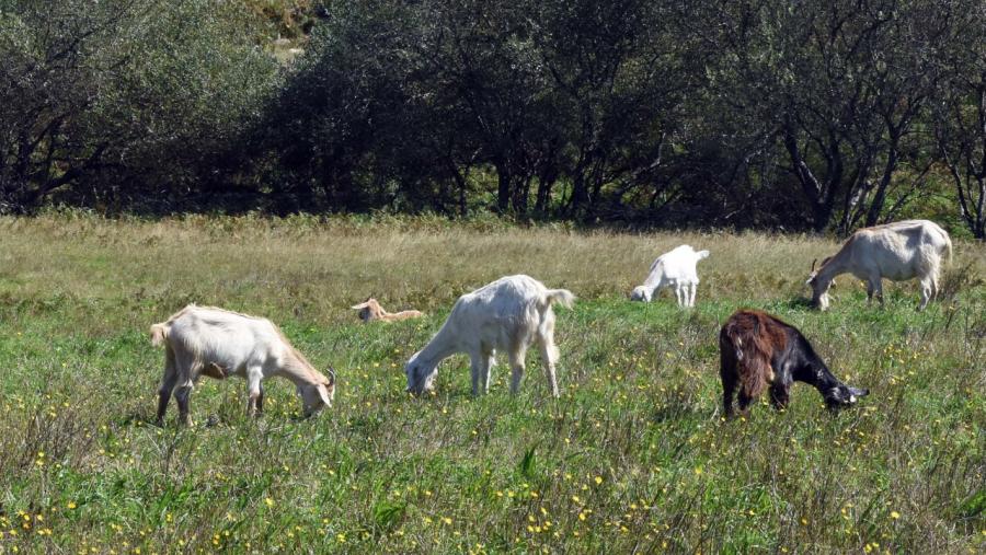 Cabras pastando nunha superficie agroforestal. Foto: Santi Alvite Cabras pastando nunha superficie agroforestal. Foto: Santi Alvite