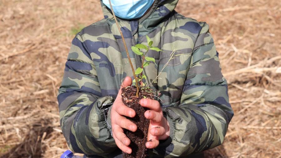 Un escolar de Taboada cunha das árbores plantadas nesta acción do proxecto Facing Fire Un escolar de Taboada cunha das árbores plantadas nesta acción do proxecto Facing Fire