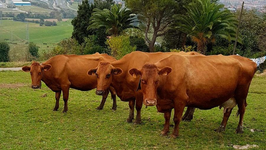Vacas pasiegas nunha pradeira cántabra Vacas pasiegas nunha pradeira cántabra