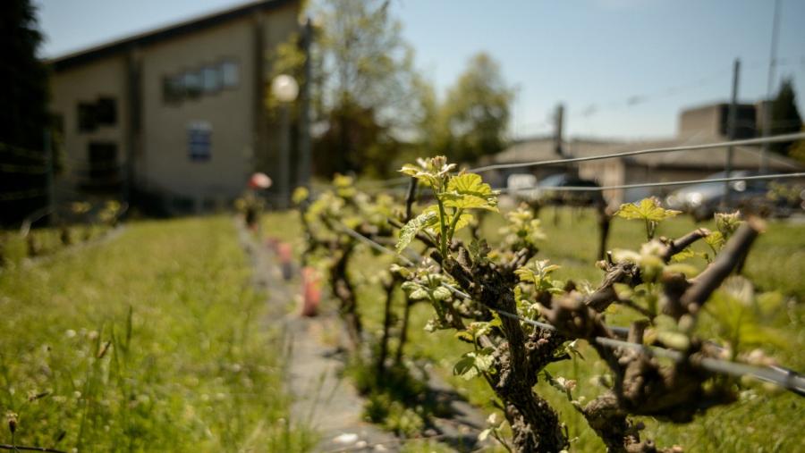 Vides plantadas nas inmediacións da Escola Politécnica Superior de Enxeñaría do Campus de Lugo Vides plantadas nas inmediacións da Escola Politécnica Superior de Enxeñaría do Campus de Lugo