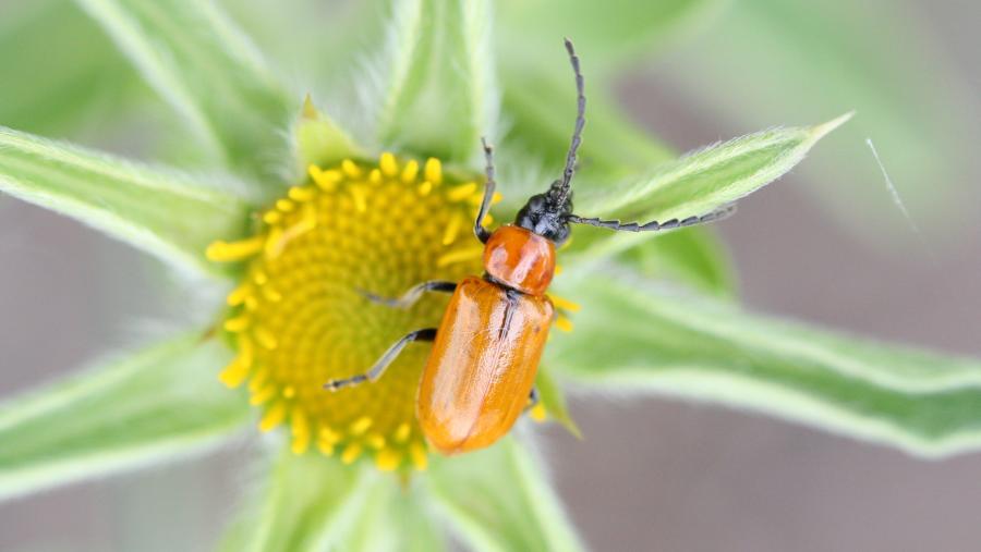 Exosoma lusitanicum Exosoma lusitanicum