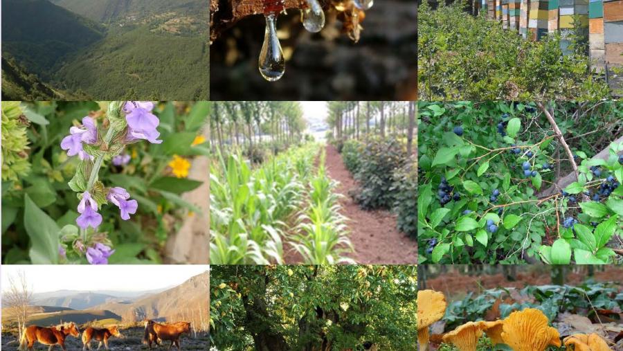 Producións non madeireiras do monte Producións non madeireiras do monte
