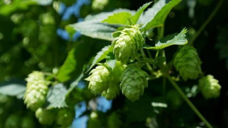 Imaxe dunha planta de lúpulo Imaxe dunha planta de lúpulo