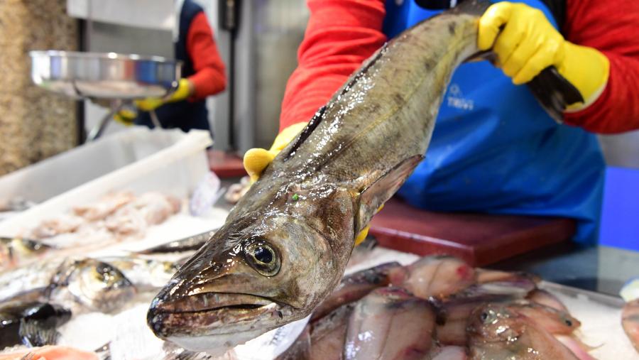 As especies do xénero 'Merluccius' que se consomen en España manteñen unha notable presenza na gastronomía e no mercado estatal. FOTO: Santi Alvite As especies do xénero 'Merluccius' que se consomen en España manteñen unha notable presenza na gastronomía e no mercado estatal. FOTO: Santi Alvite